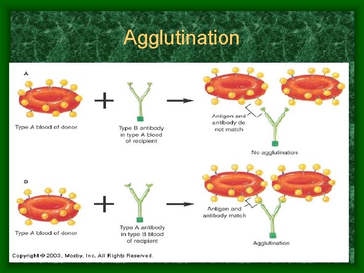 Agglutination 