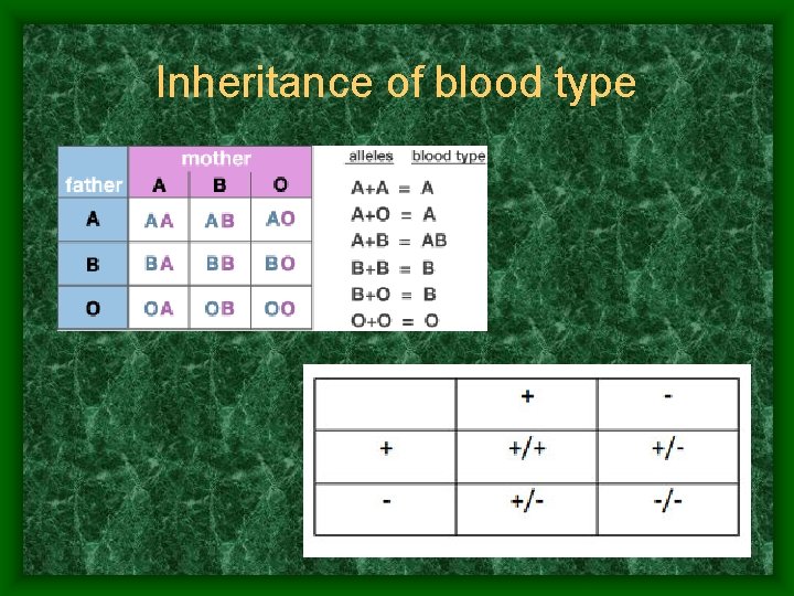 Inheritance of blood type 