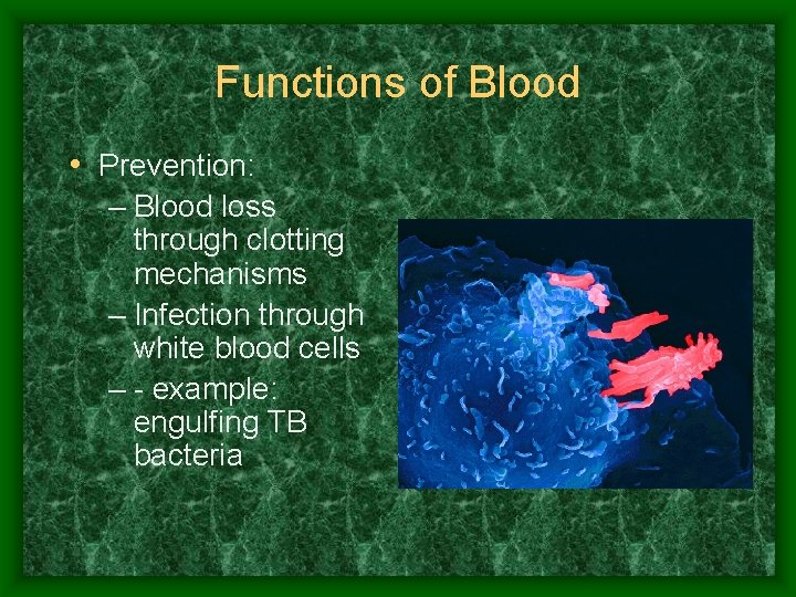 Functions of Blood • Prevention: – Blood loss through clotting mechanisms – Infection through