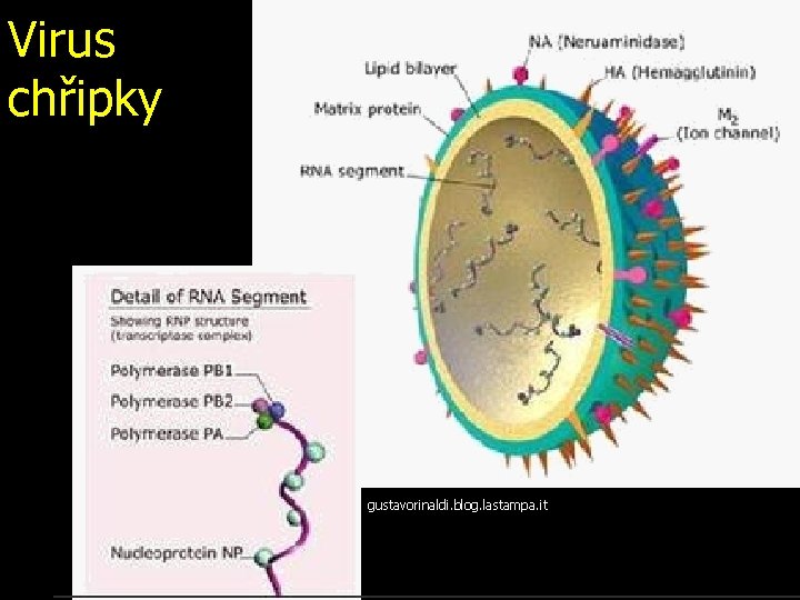 Virus chřipky gustavorinaldi. blog. lastampa. it 