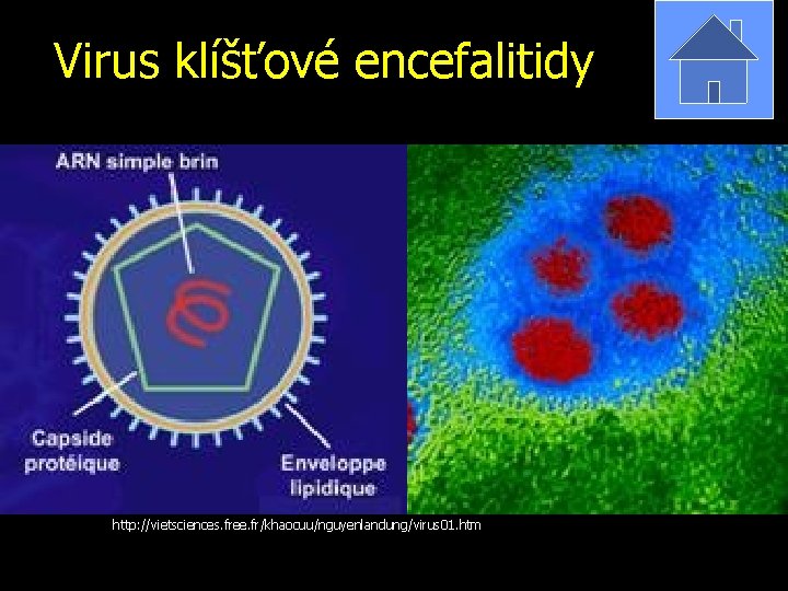 Virus klíšťové encefalitidy http: //vietsciences. free. fr/khaocuu/nguyenlandung/virus 01. htm 