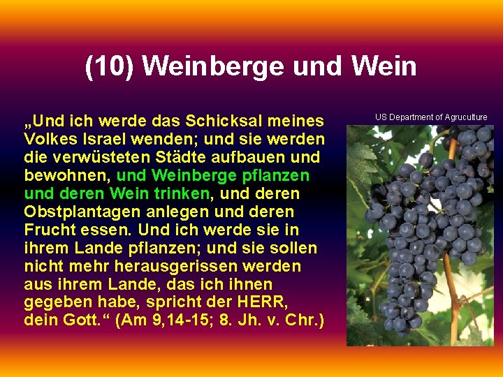 (10) Weinberge und Wein „Und ich werde das Schicksal meines Volkes Israel wenden; und