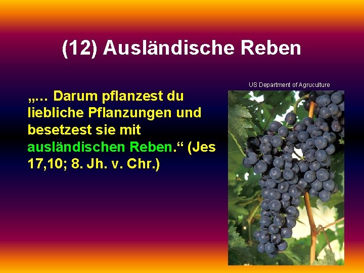 (12) Ausländische Reben „… Darum pflanzest du liebliche Pflanzungen und besetzest sie mit ausländischen