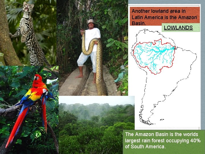 Another lowland area in Latin America is the Amazon Basin. LOWLANDS The Amazon Basin