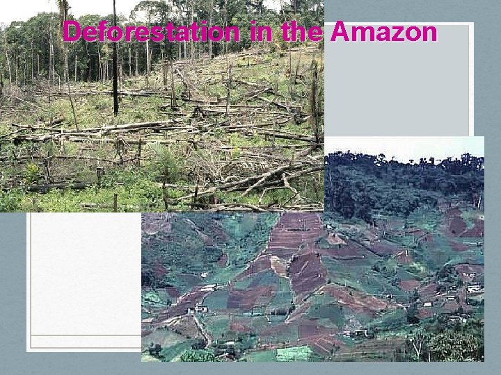 Deforestation in the Amazon 