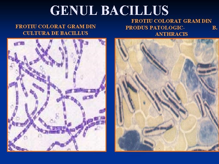 GENUL BACILLUS FROTIU COLORAT GRAM DIN CULTURA DE BACILLUS FROTIU COLORAT GRAM DIN PRODUS