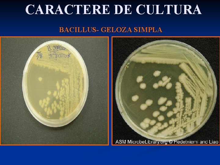 CARACTERE DE CULTURA BACILLUS- GELOZA SIMPLA 