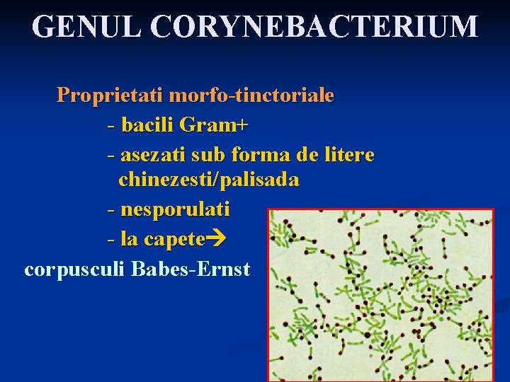 GENUL CORYNEBACTERIUM Proprietati morfo-tinctoriale - bacili Gram+ - asezati sub forma de litere chinezesti/palisada