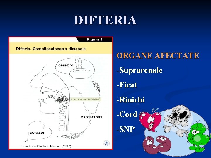 DIFTERIA ORGANE AFECTATE -Suprarenale -Ficat -Rinichi -Cord -SNP 