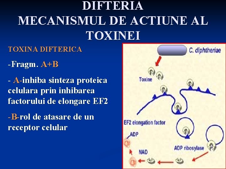 DIFTERIA MECANISMUL DE ACTIUNE AL TOXINEI TOXINA DIFTERICA -Fragm. A+B - A-inhiba sinteza proteica