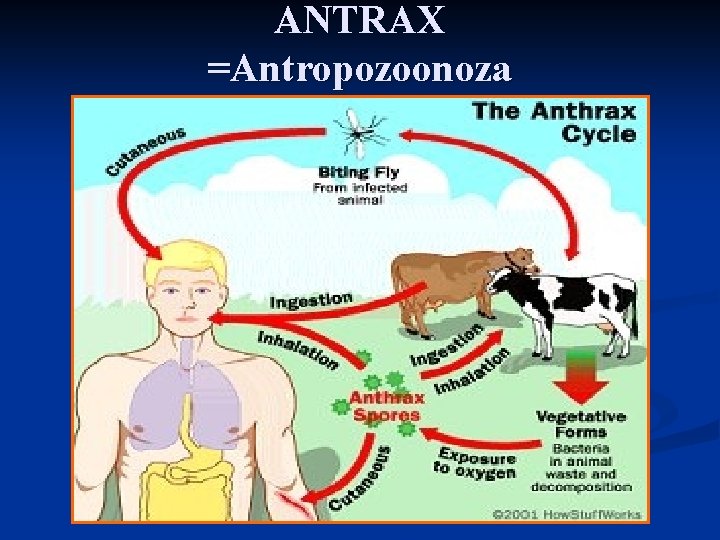 ANTRAX =Antropozoonoza 