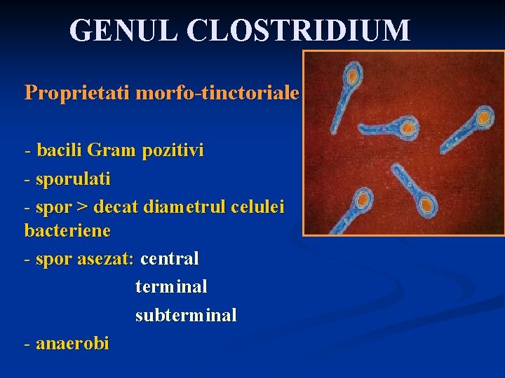 GENUL CLOSTRIDIUM Proprietati morfo-tinctoriale - bacili Gram pozitivi - sporulati - spor > decat