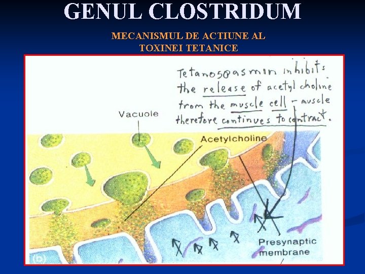 GENUL CLOSTRIDUM MECANISMUL DE ACTIUNE AL TOXINEI TETANICE 
