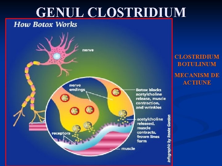 GENUL CLOSTRIDIUM BOTULINUM MECANISM DE ACTIUNE 