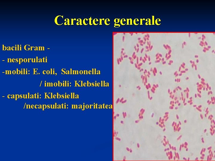 Caractere generale bacili Gram - nesporulati -mobili: E. coli, Salmonella / imobili: Klebsiella -