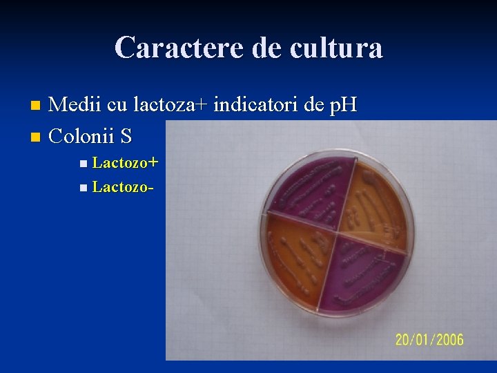 Caractere de cultura Medii cu lactoza+ indicatori de p. H n Colonii S n