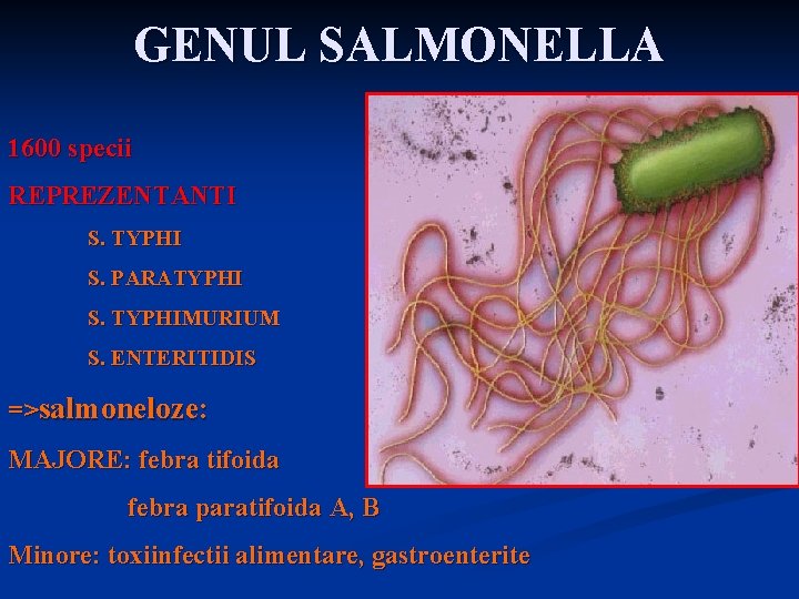 GENUL SALMONELLA 1600 specii REPREZENTANTI S. TYPHI S. PARATYPHI S. TYPHIMURIUM S. ENTERITIDIS =>salmoneloze: