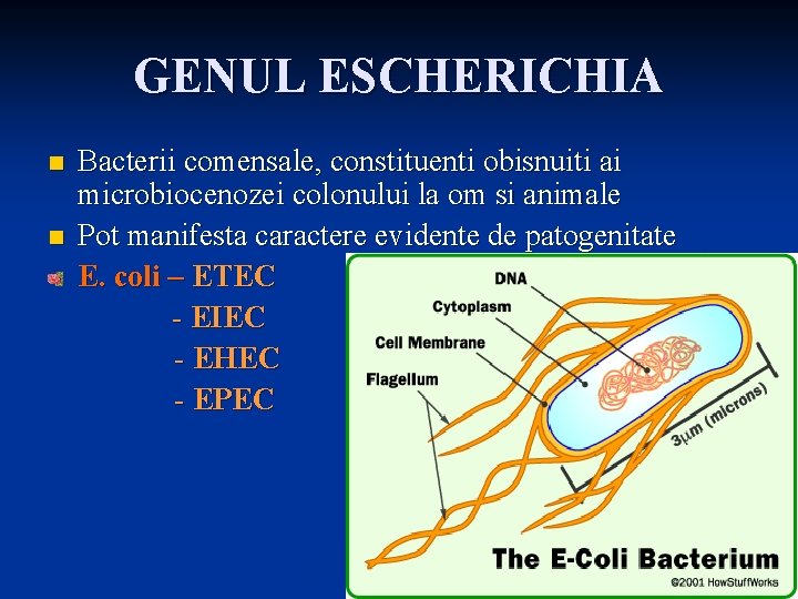 GENUL ESCHERICHIA n n Bacterii comensale, constituenti obisnuiti ai microbiocenozei colonului la om si