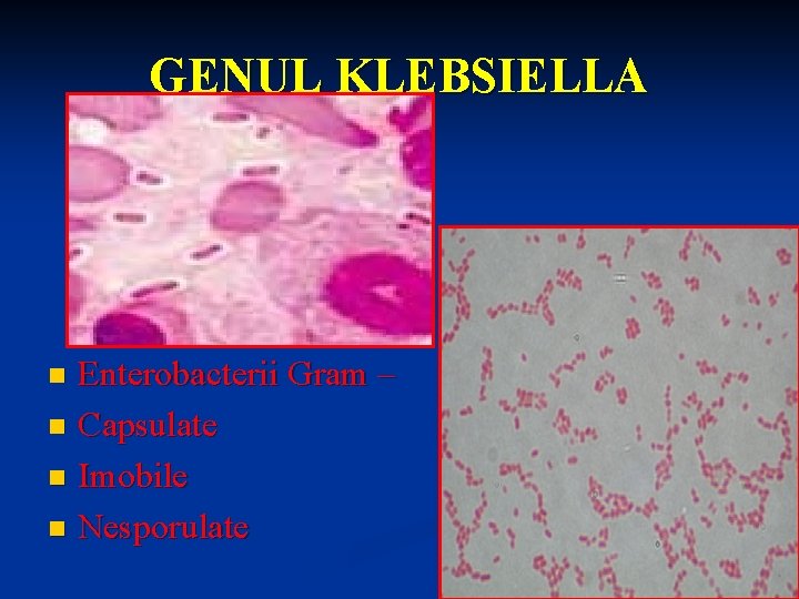 GENUL KLEBSIELLA Enterobacterii Gram – n Capsulate n Imobile n Nesporulate n 