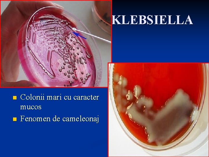 KLEBSIELLA n n Colonii mari cu caracter mucos Fenomen de cameleonaj 