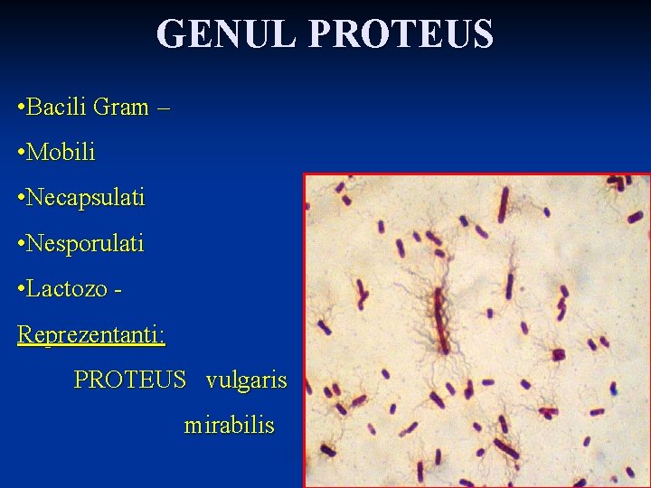 GENUL PROTEUS • Bacili Gram – • Mobili • Necapsulati • Nesporulati • Lactozo