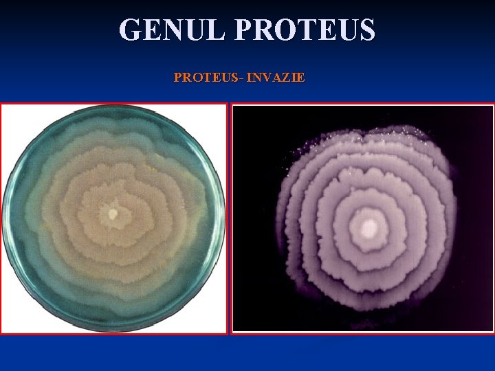 GENUL PROTEUS- INVAZIE 