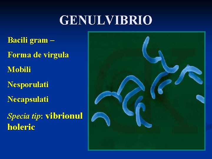 GENULVIBRIO Bacili gram – Forma de virgula Mobili Nesporulati Necapsulati Specia tip: vibrionul holeric