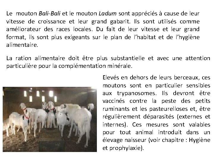 Le mouton Bali-Bali et le mouton Ladum sont appréciés à cause de leur vitesse