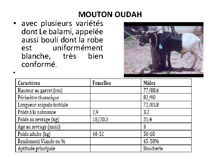MOUTON OUDAH • avec plusieurs variétés dont Le balami, appelée aussi bouli dont la