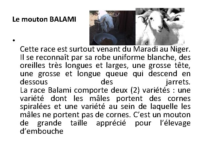 Le mouton BALAMI • Cette race est surtout venant du Maradi au Niger. Il