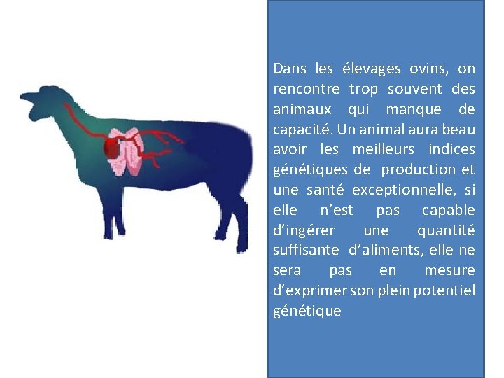 Dans les élevages ovins, on rencontre trop souvent des animaux qui manque de capacité.
