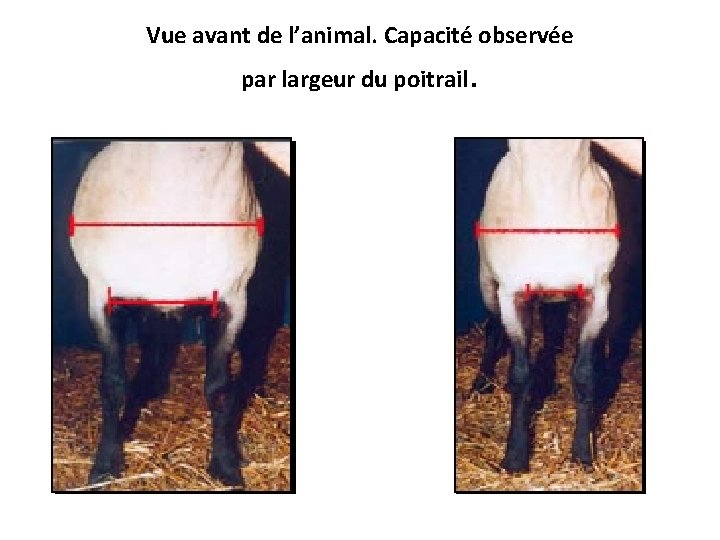 Vue avant de l’animal. Capacité observée par largeur du poitrail . 