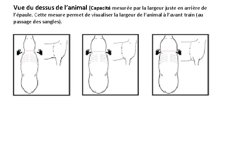Vue du dessus de l’animal (Capacité mesurée par la largeur juste en arrière de