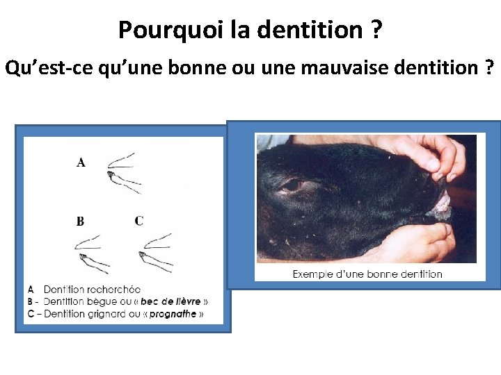 Pourquoi la dentition ? Qu’est-ce qu’une bonne ou une mauvaise dentition ? 