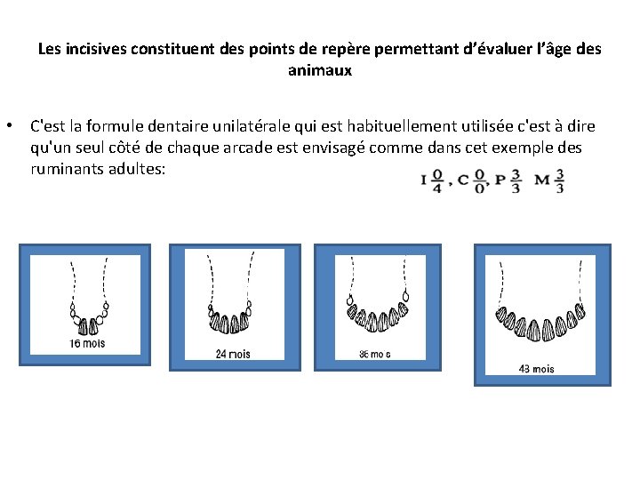 Les incisives constituent des points de repère permettant d’évaluer l’âge des animaux • C'est