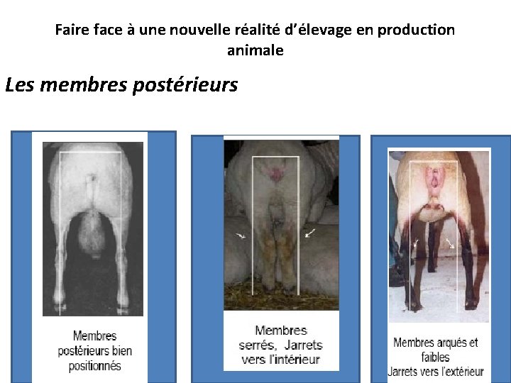 Faire face à une nouvelle réalité d’élevage en production animale Les membres postérieurs 