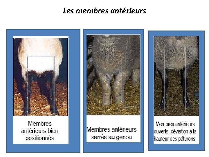 Les membres antérieurs 