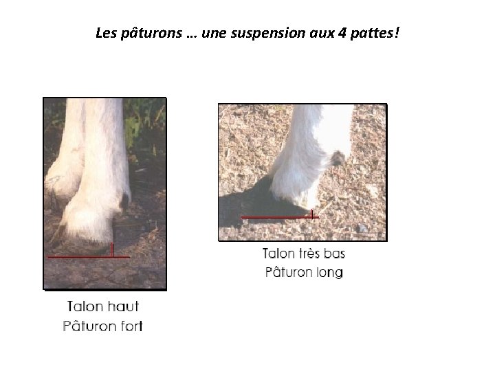 Les pâturons … une suspension aux 4 pattes! 