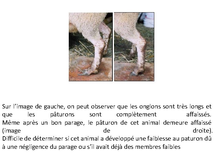 Sur l’image de gauche, on peut observer que les onglons sont très longs et