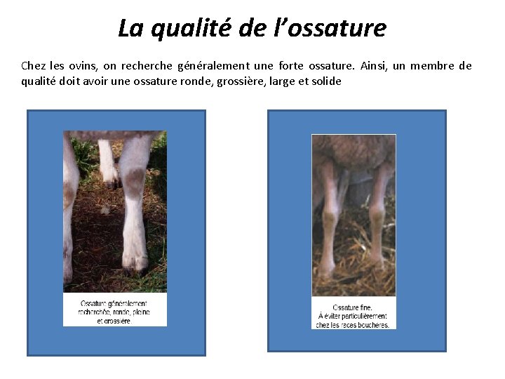 La qualité de l’ossature Chez les ovins, on recherche généralement une forte ossature. Ainsi,