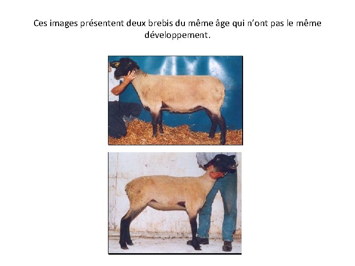 Ces images présentent deux brebis du même âge qui n’ont pas le même développement.