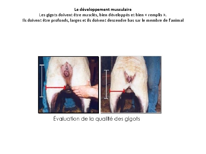 Le développement musculaire Les gigots doivent être musclés, bien développés et bien « remplis