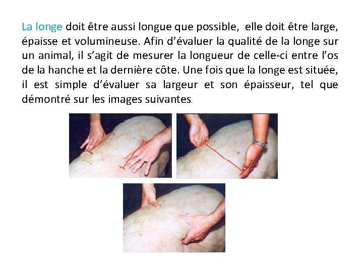 La longe doit être aussi longue que possible, elle doit être large, épaisse et