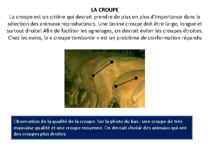 LA CROUPE La croupe est un critère qui devrait prendre de plus en plus