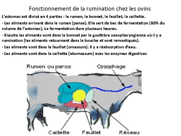 Fonctionnement de la rumination chez les ovins L'estomac est divisé en 4 parties :