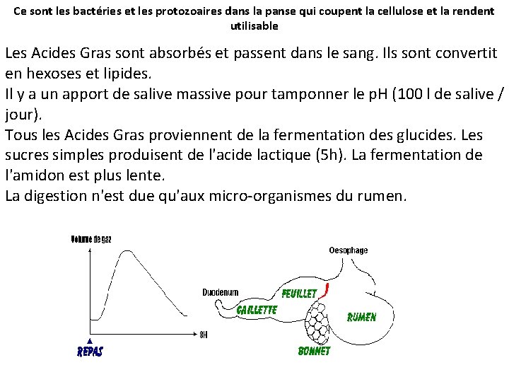 Ce sont les bactéries et les protozoaires dans la panse qui coupent la cellulose
