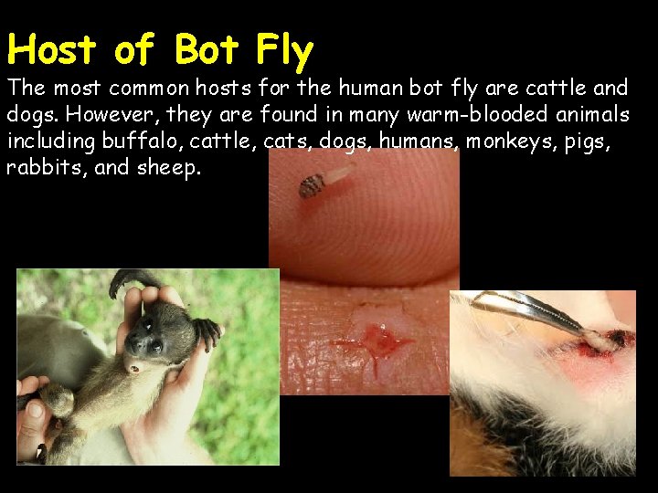 Host of Bot Fly The most common hosts for the human bot fly are