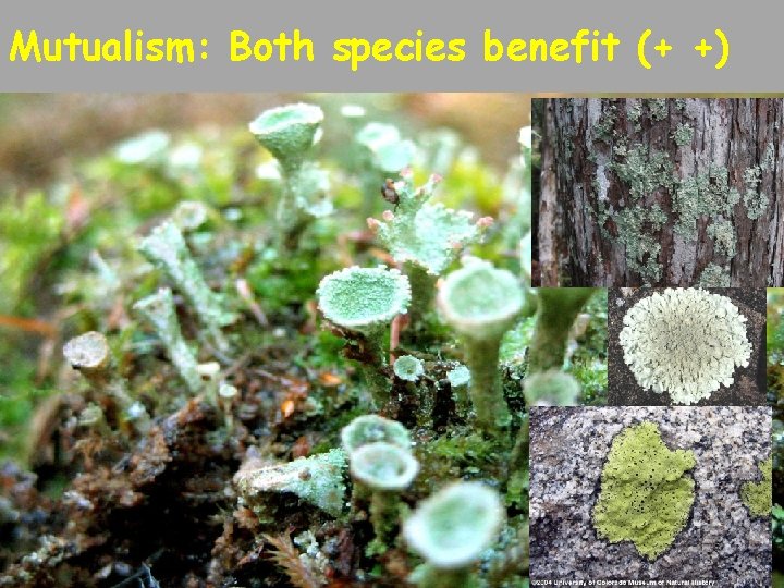 Mutualism: Both species benefit (+ +) 