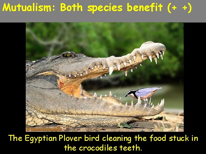 Mutualism: Both species benefit (+ +) The Egyptian Plover bird cleaning the food stuck