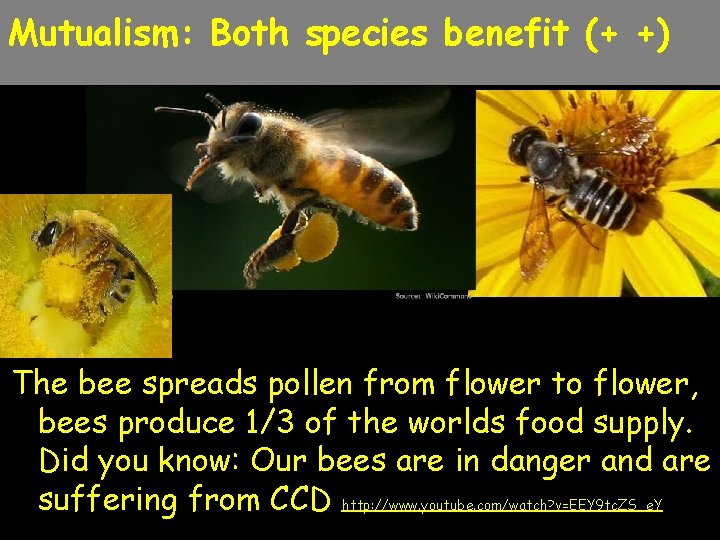Mutualism: Both species benefit (+ +) The bee spreads pollen from flower to flower,